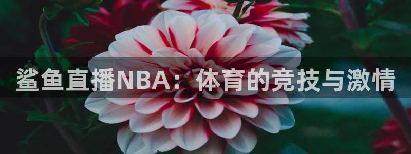 鲨鱼直播NBA：体育的竞技与激情